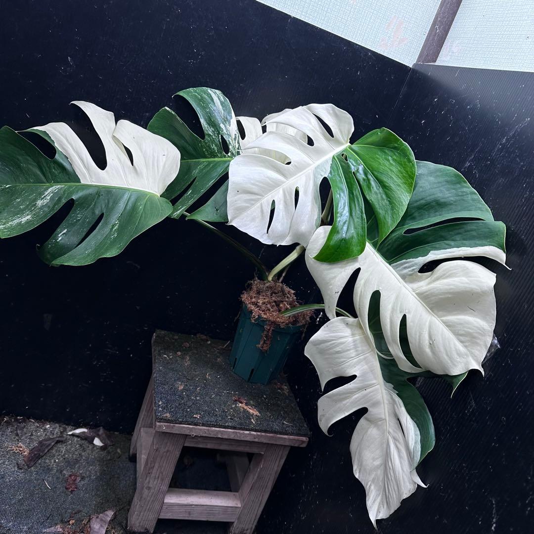 超*✿様 モンステラ斑入りハーフムーンホワイトタイガー極美斑入り　　 52cm