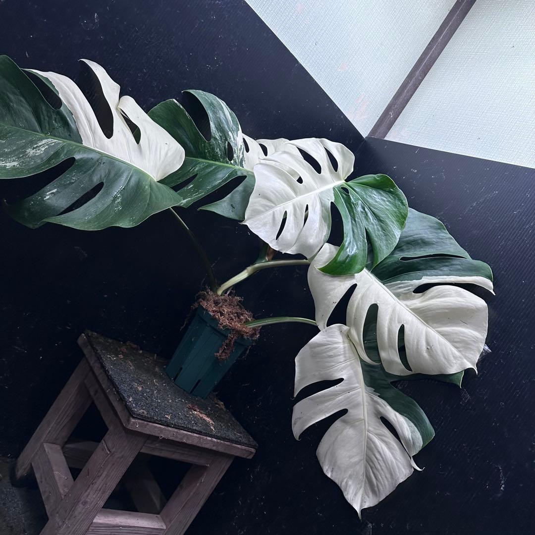 超*✿様 モンステラ斑入りハーフムーンホワイトタイガー極美斑入り　　 52cm