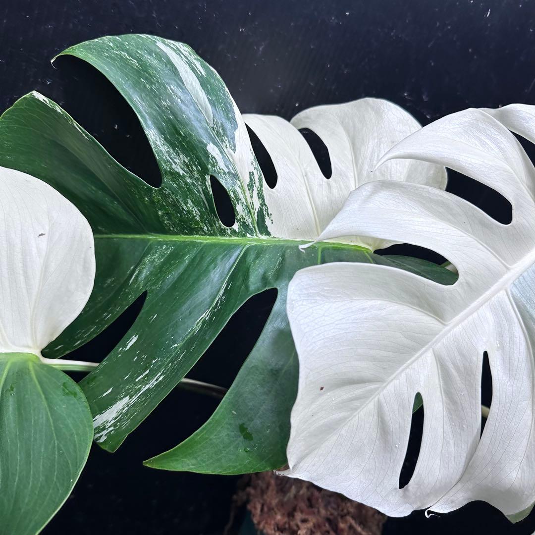 超*✿様 モンステラ斑入りハーフムーンホワイトタイガー極美斑入り　　 52cm