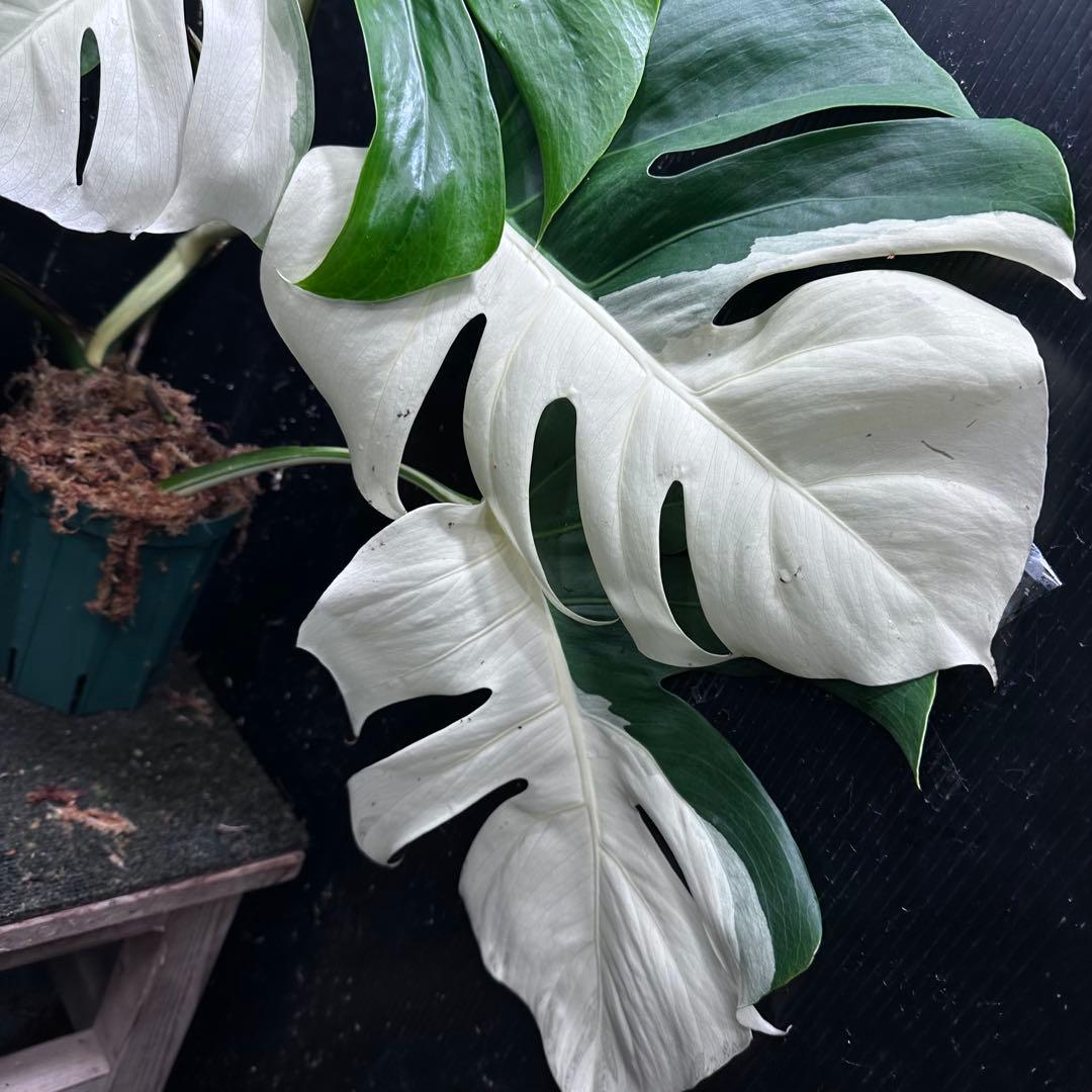 超*✿様 モンステラ斑入りハーフムーンホワイトタイガー極美斑入り　　 52cm