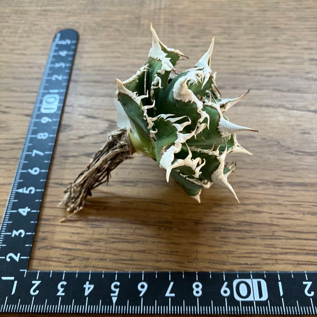 J*J様 【オークション】13 ラスト1株　優秀　アガべ　白豪刺　白豪棘　TC