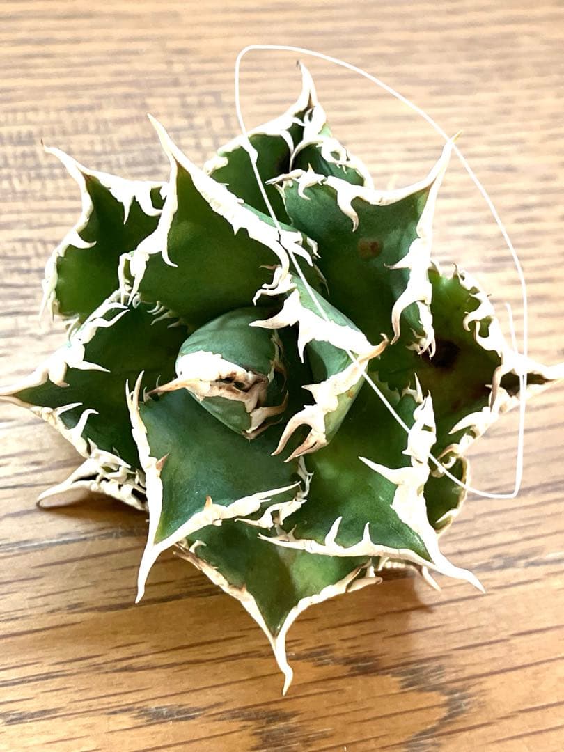 J*J様 【オークション】13 ラスト1株　優秀　アガべ　白豪刺　白豪棘　TC