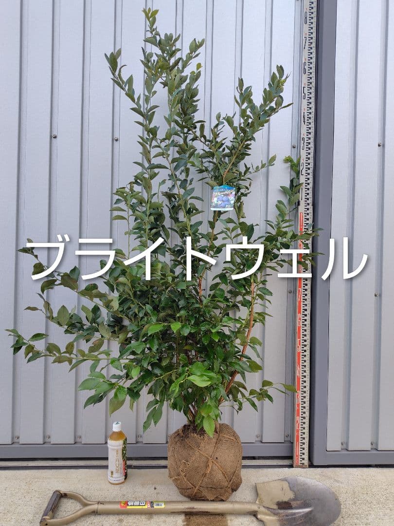 ブルーベリー苗オニール＆ブライトウェル大苗2本セット