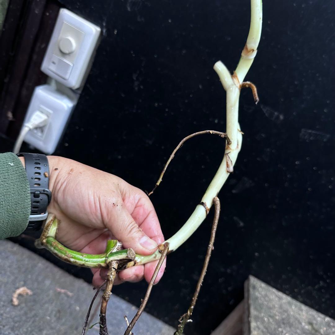 M*8様 斑入りモンステラホワイトタイガー大茎8株おまとめ