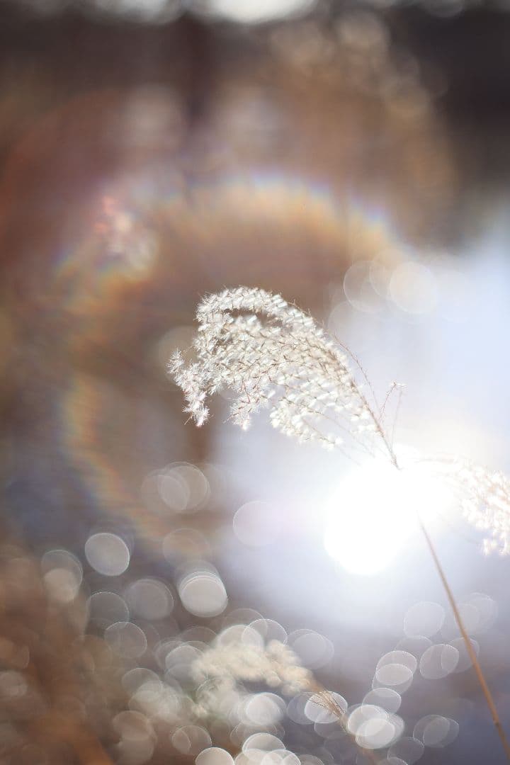 Super-Takumar 55mm F1.8 初期型 S/N：834345