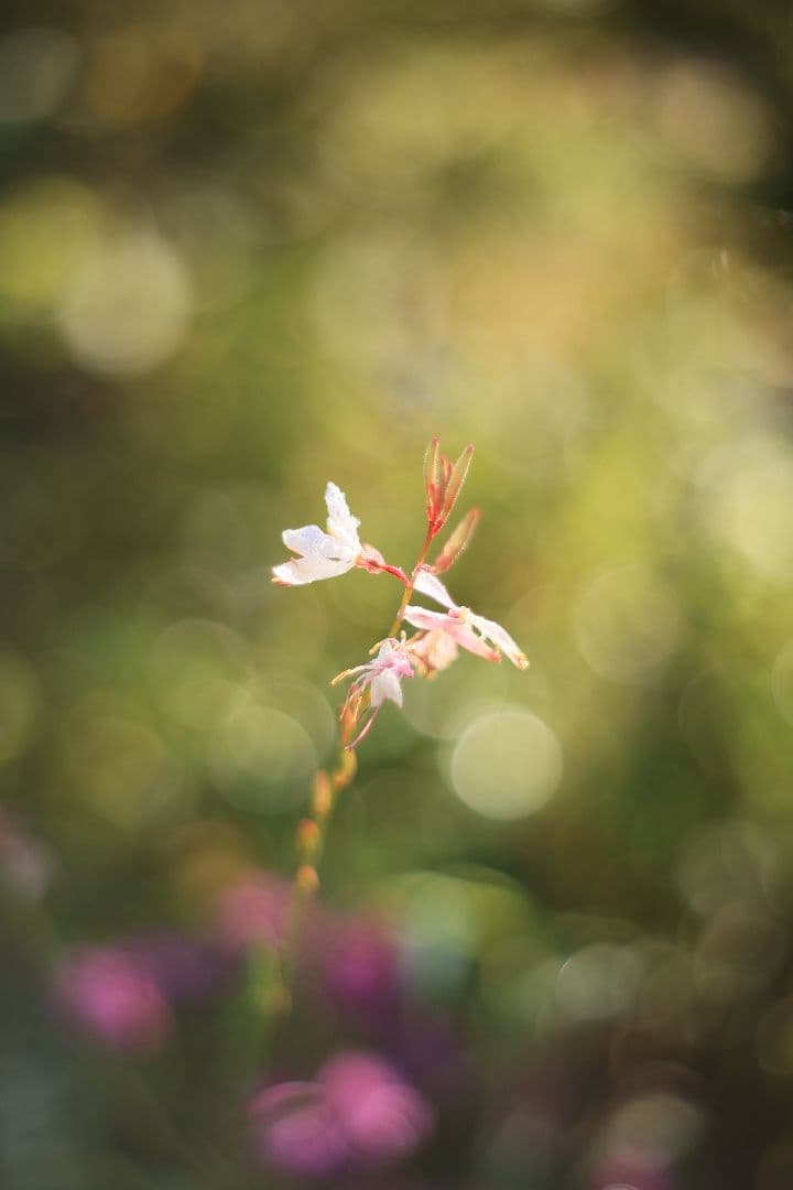 Super-Takumar 55mm F1.8 初期型 S/N：834345