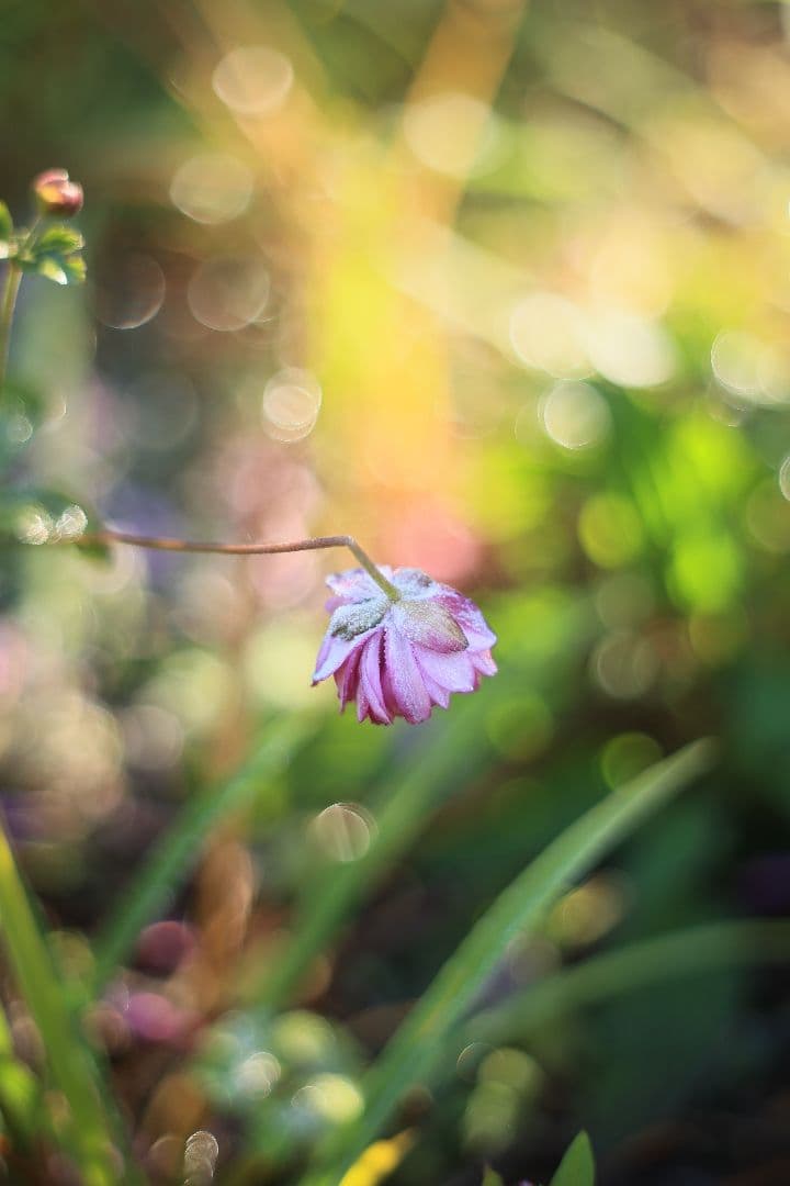 Super-Takumar 55mm F1.8 初期型 S/N：834345