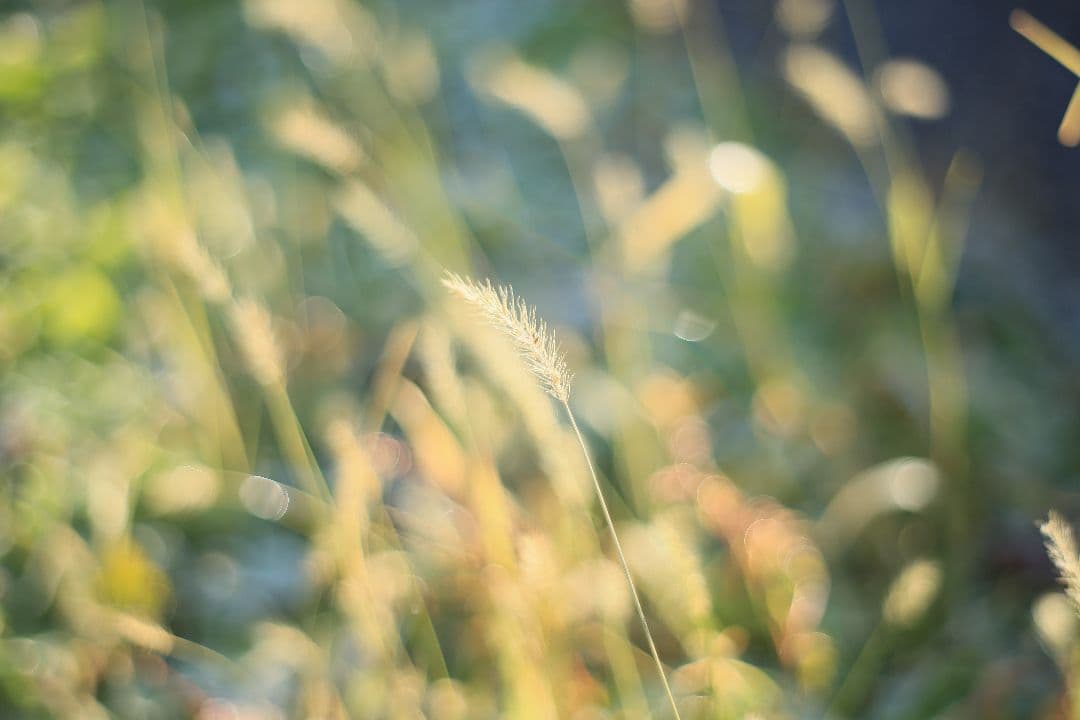 Super-Takumar 55mm F1.8 初期型 S/N：834345