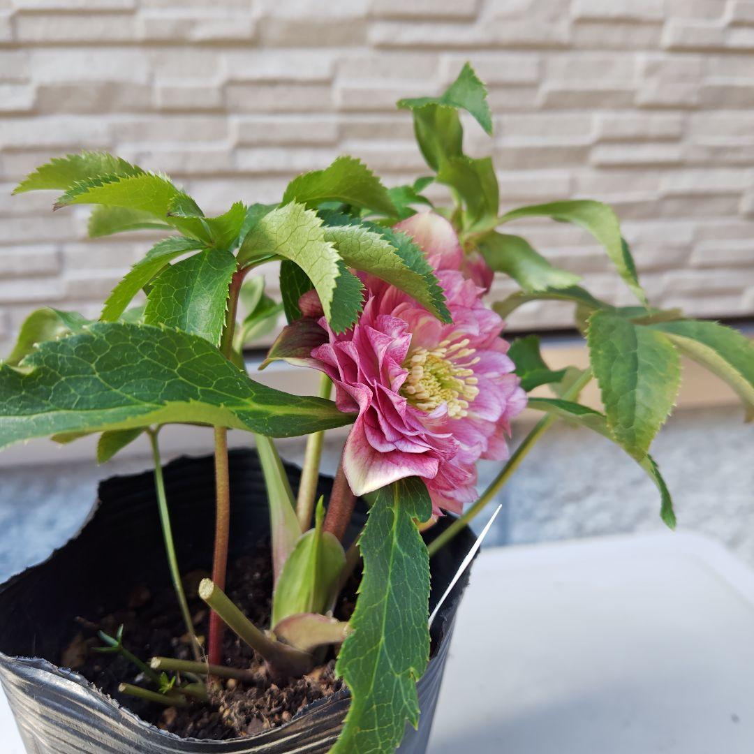 ハ*ー様 クリスマスローズ 曽田園芸 dd多弁ピンクぼかし