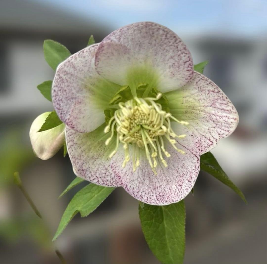 フレックルキス風　大和園　クリスマスローズ　開花株　現品　匿名発送　タグ付き