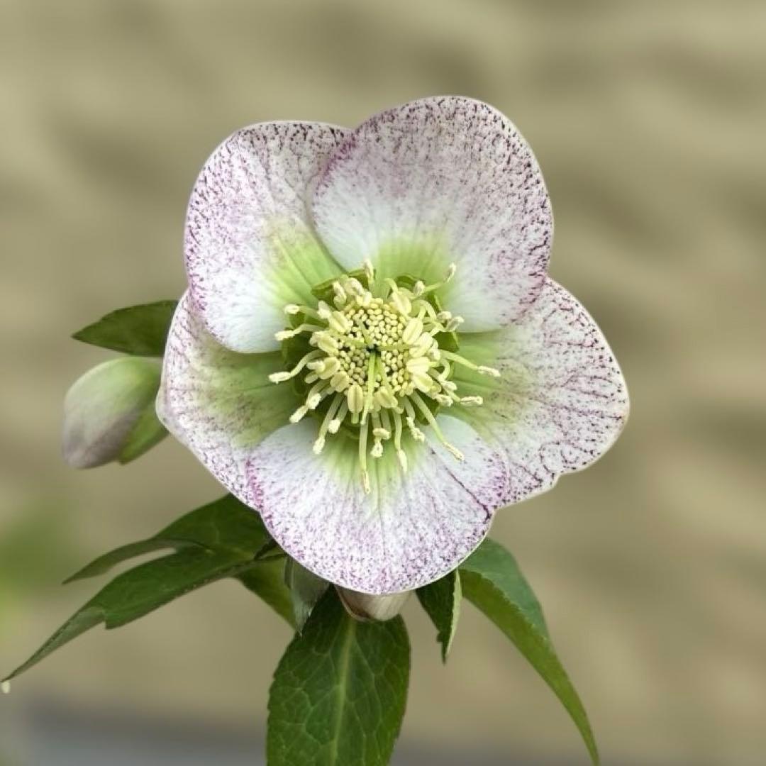 フレックルキス風　大和園　クリスマスローズ　開花株　現品　匿名発送　タグ付き