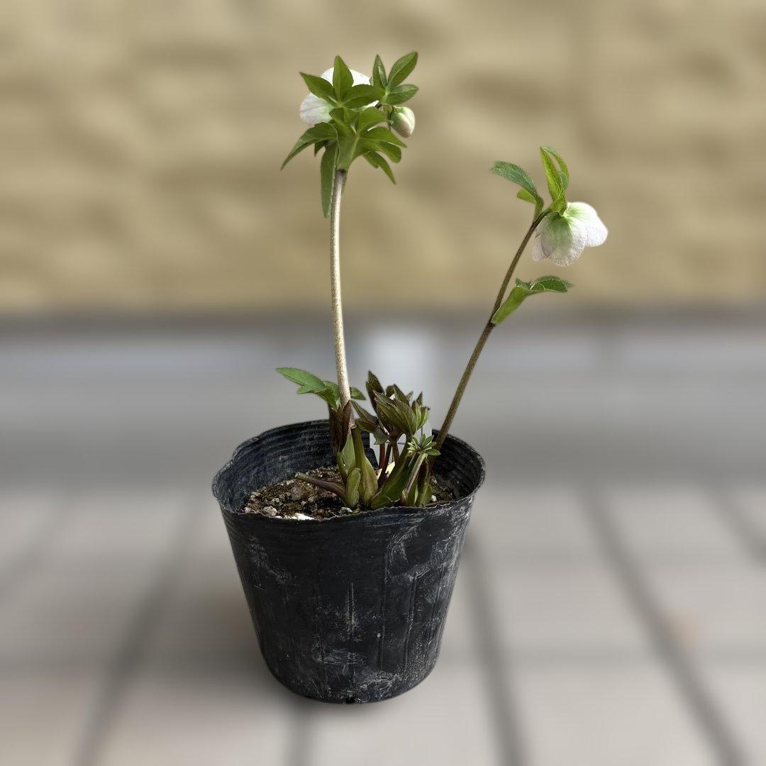 フレックルキス風　大和園　クリスマスローズ　開花株　現品　匿名発送　タグ付き