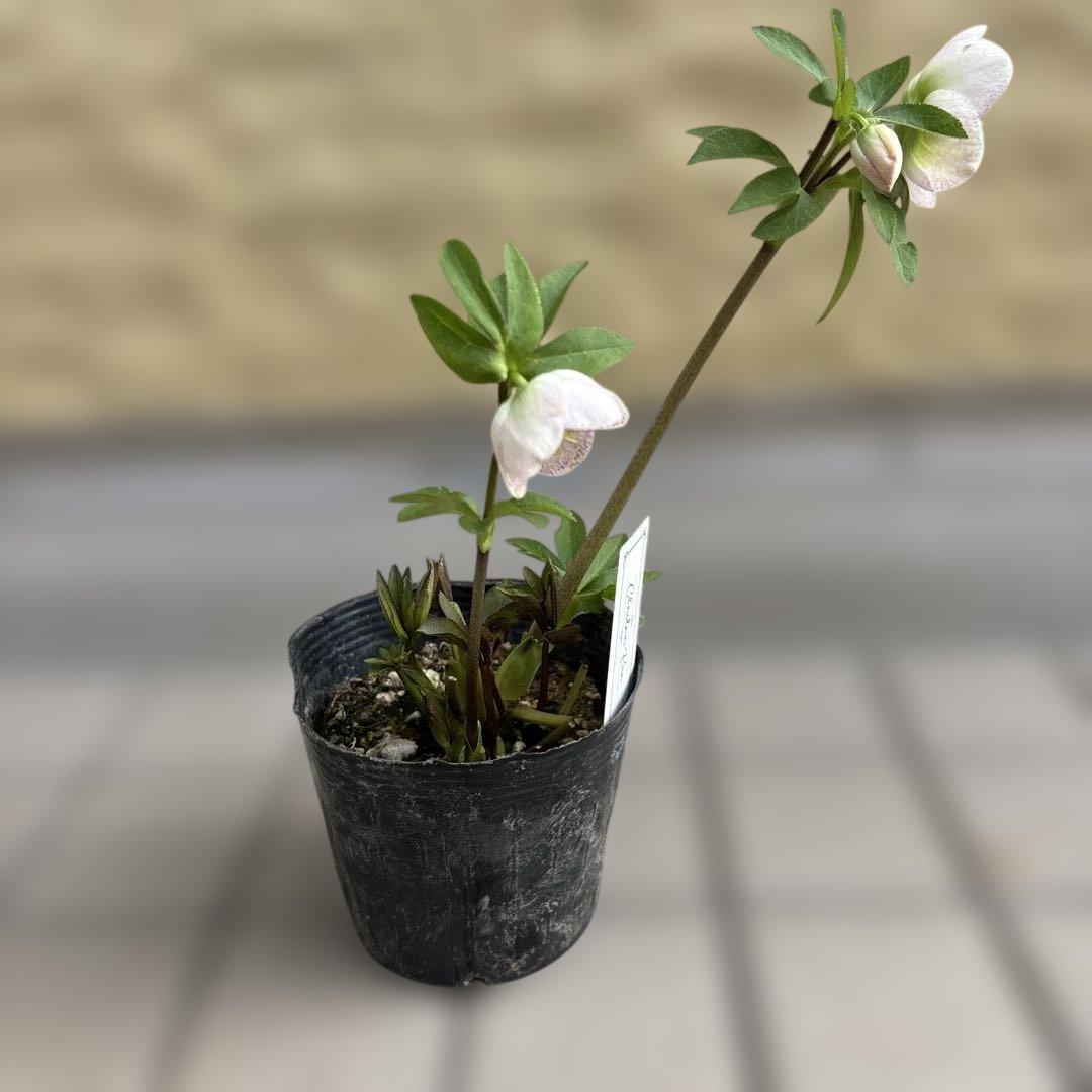 フレックルキス風　大和園　クリスマスローズ　開花株　現品　匿名発送　タグ付き