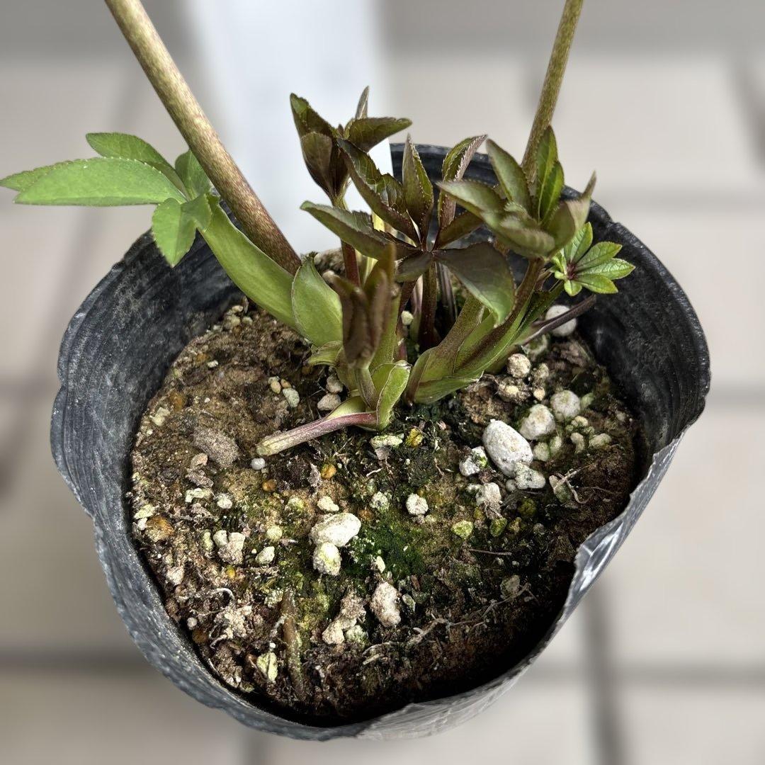 フレックルキス風　大和園　クリスマスローズ　開花株　現品　匿名発送　タグ付き