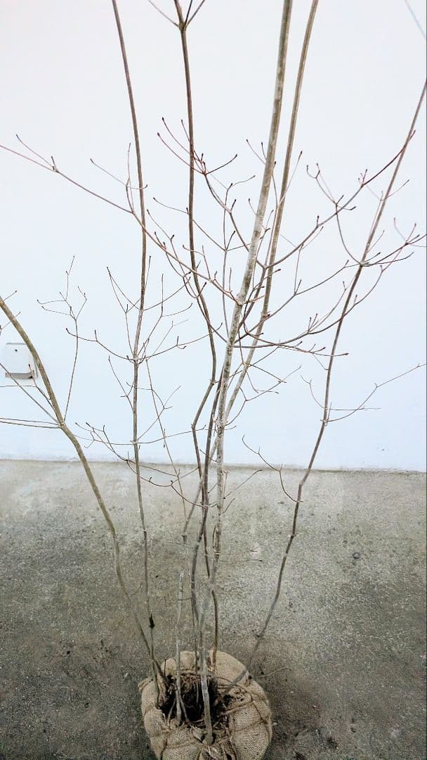 正真正銘。山採りドウダンツツジ。