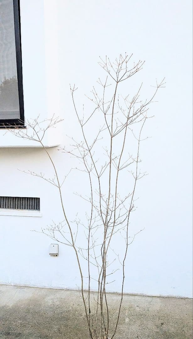 正真正銘。山採りドウダンツツジ。