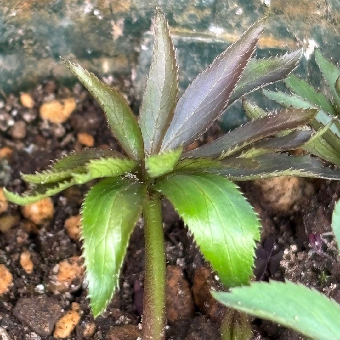 クリスマスローズ 原種 H.ムルチヒィダス・ヘルツェゴヴィヌス