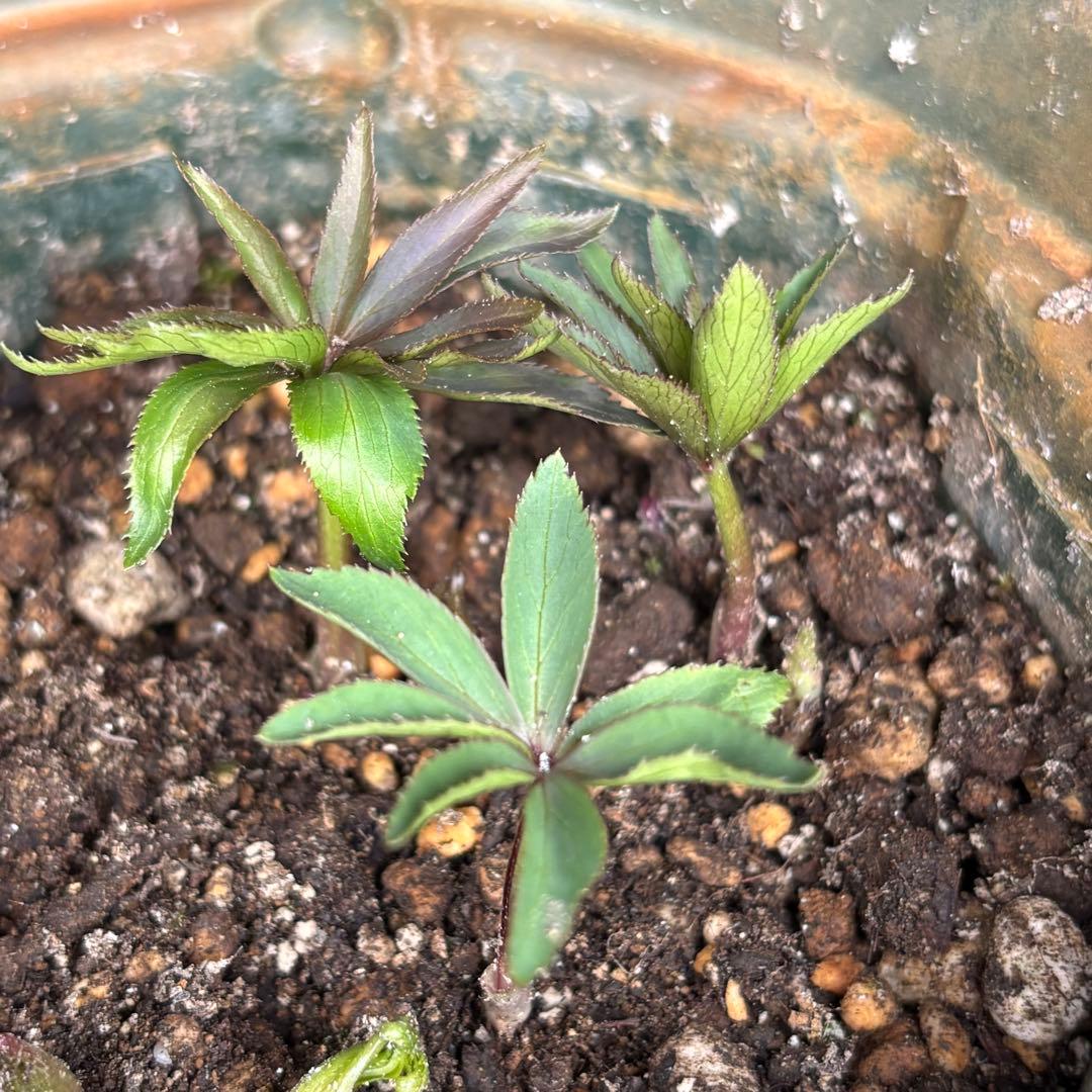 クリスマスローズ 原種 H.ムルチヒィダス・ヘルツェゴヴィヌス