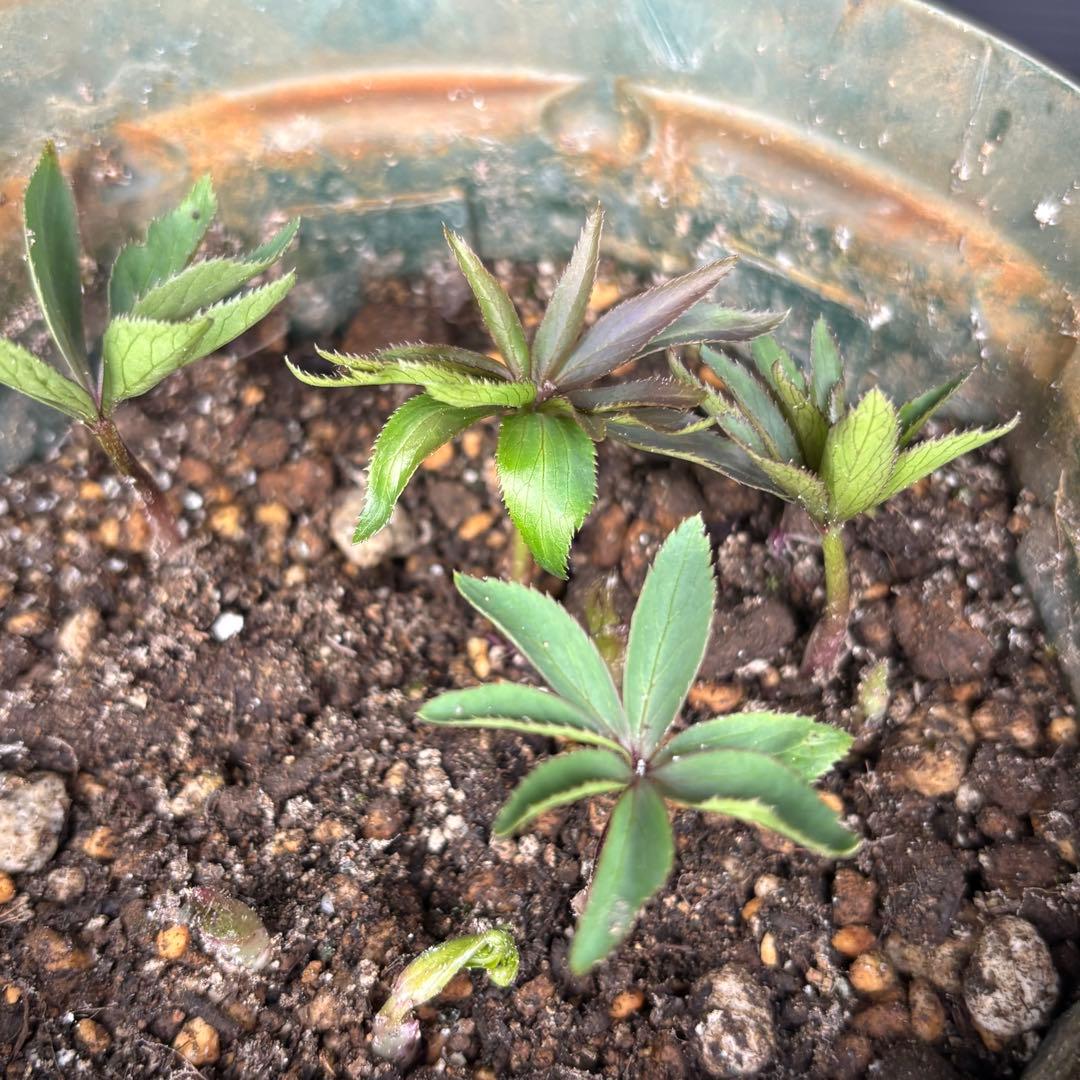 クリスマスローズ 原種 H.ムルチヒィダス・ヘルツェゴヴィヌス