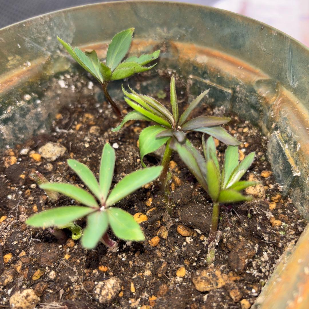 クリスマスローズ 原種 H.ムルチヒィダス・ヘルツェゴヴィヌス