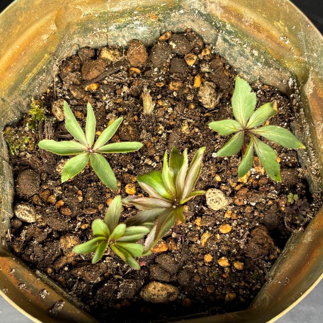 クリスマスローズ 原種 H.ムルチヒィダス・ヘルツェゴヴィヌス