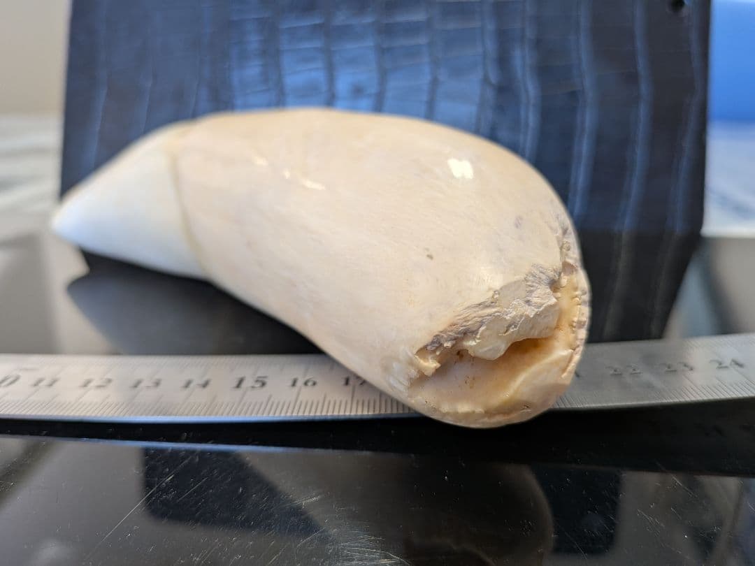 マッコウ鯨歯　本物　磨き済