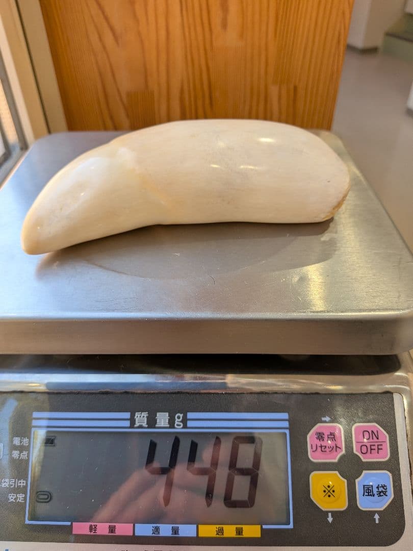マッコウ鯨歯　本物　磨き済