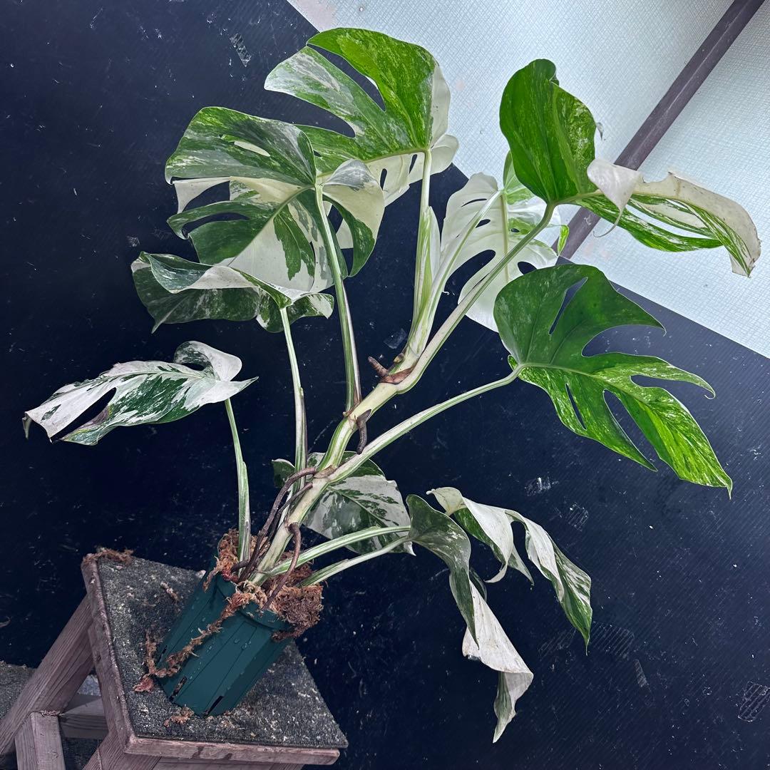 斑入りモンステラ ホワイトタイガー極美大株67cm白斑多