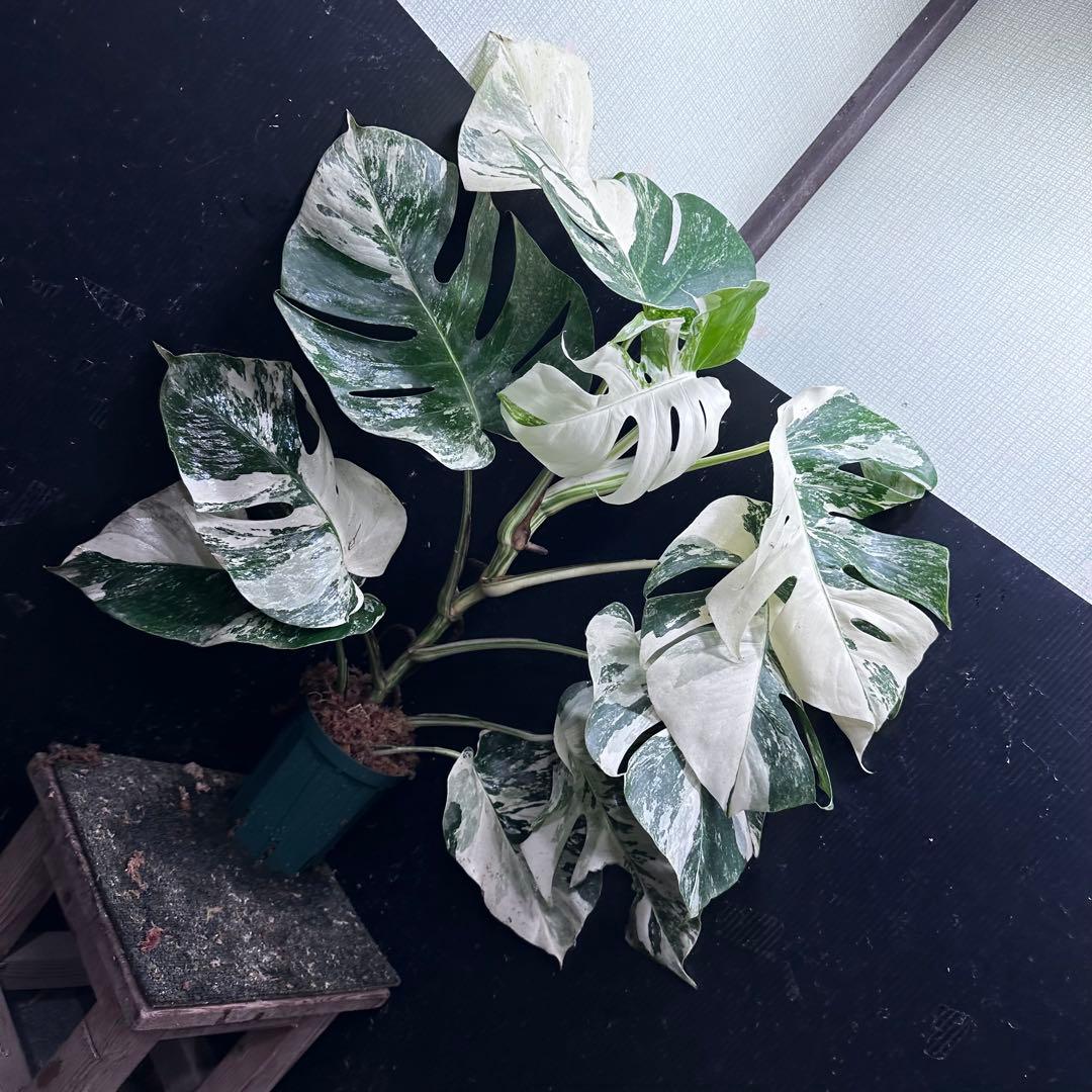 斑入りモンステラ ホワイトタイガー極美大株67cm白斑多