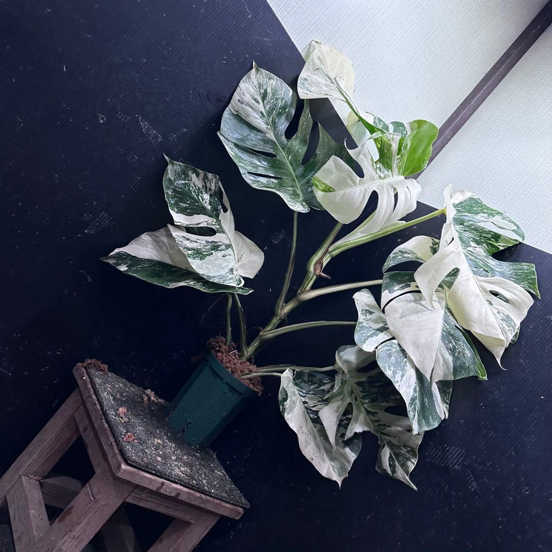 斑入りモンステラ ホワイトタイガー極美大株67cm白斑多