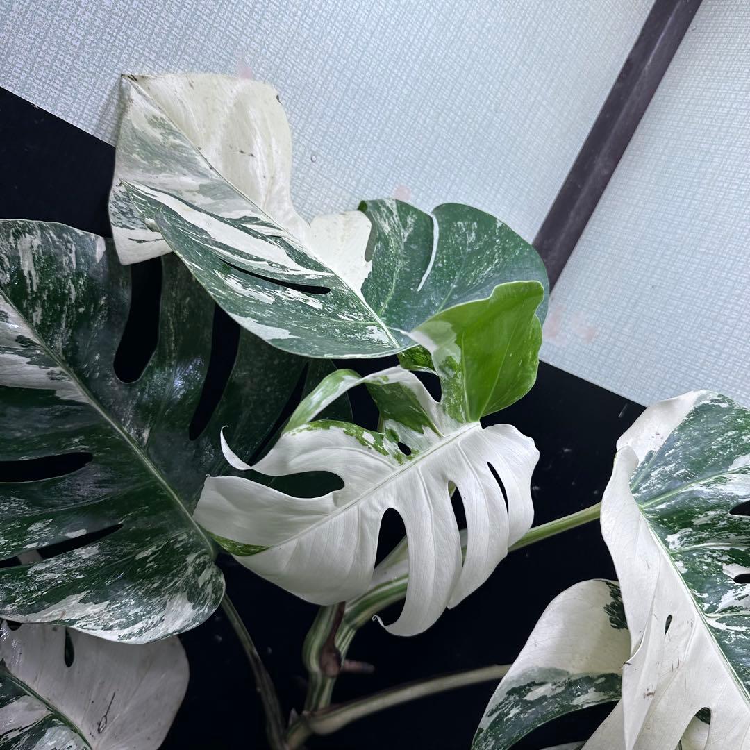 斑入りモンステラ ホワイトタイガー極美大株67cm白斑多