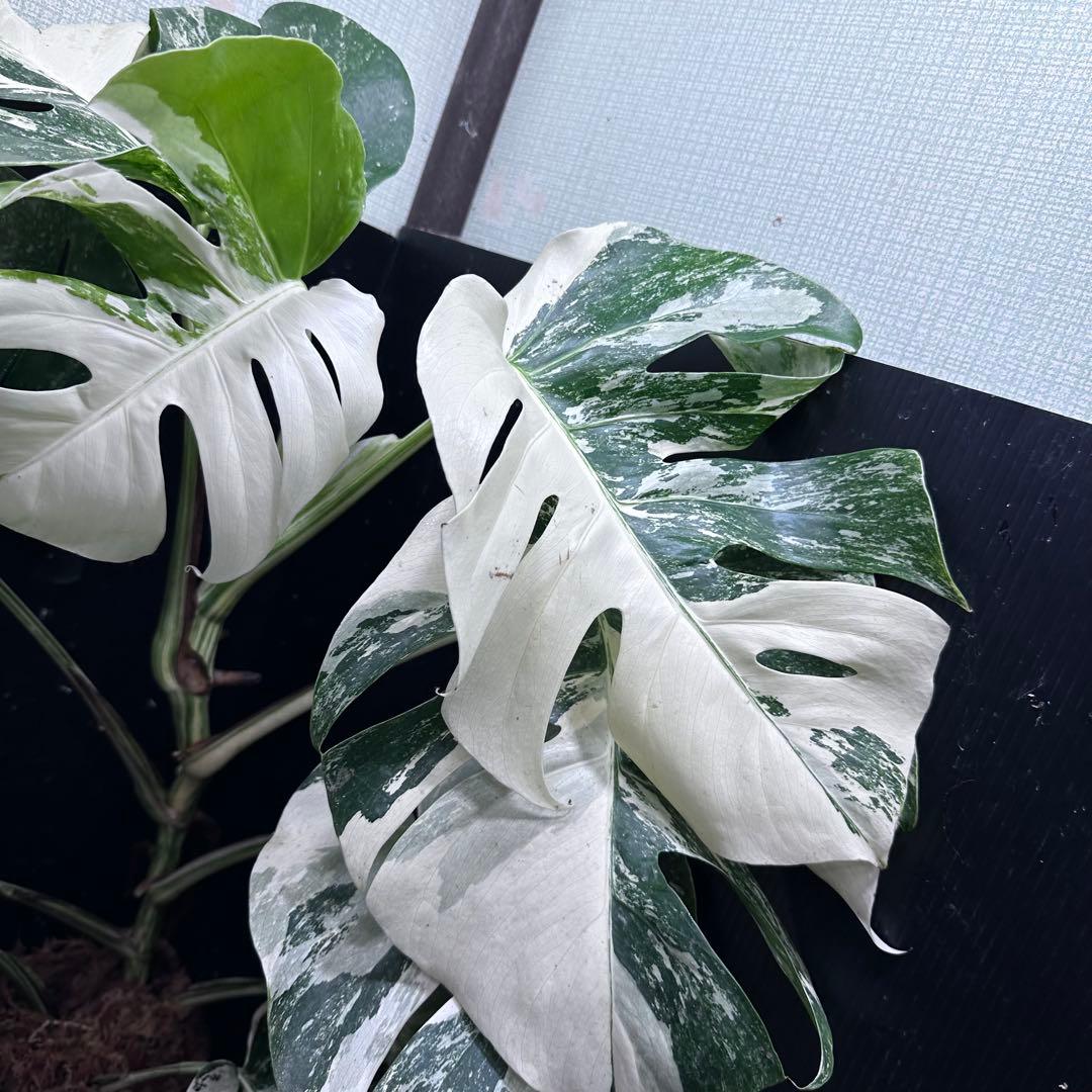 斑入りモンステラ ホワイトタイガー極美大株67cm白斑多