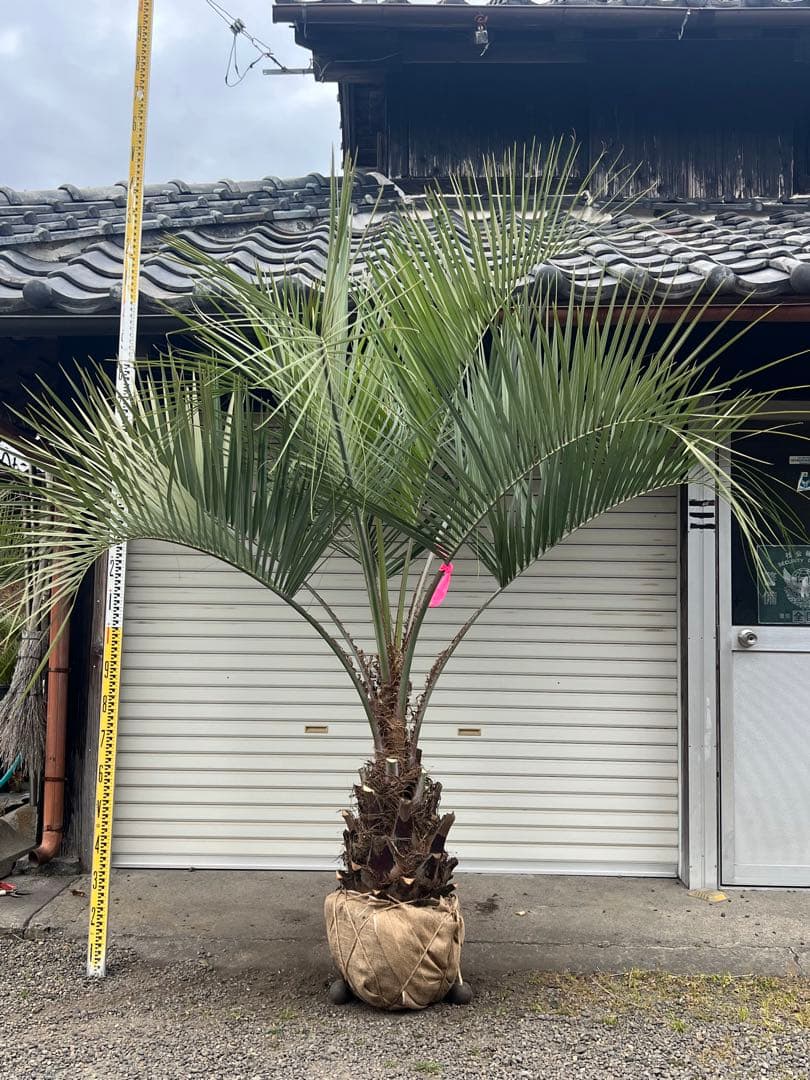 ココスヤシ　大株極太シルバーリーフ　カルフォルニアスタイル　送料込み価格