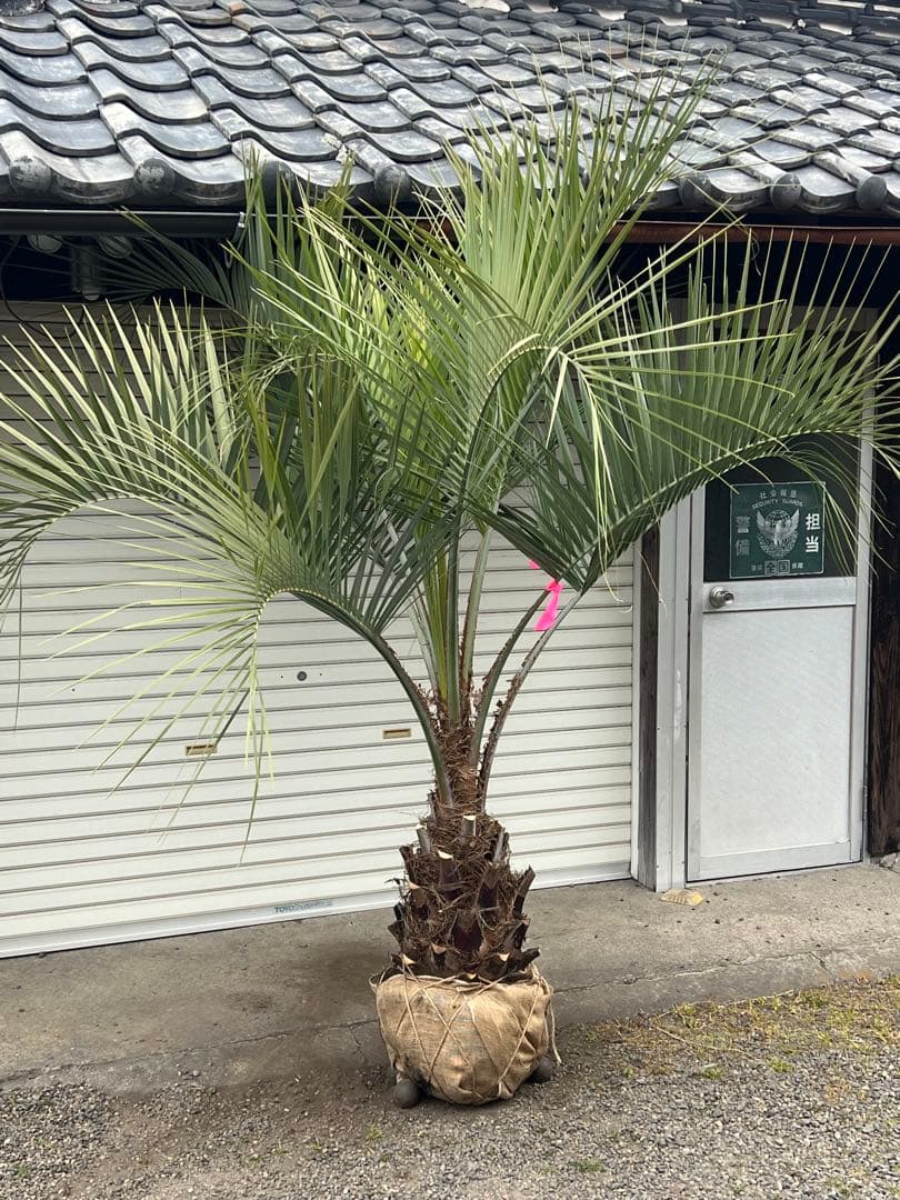 ココスヤシ　大株極太シルバーリーフ　カルフォルニアスタイル　送料込み価格