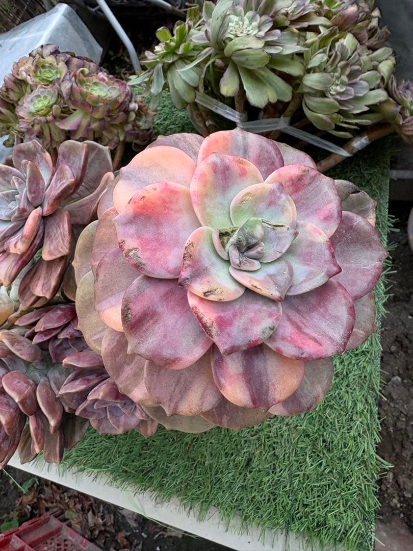 多肉植物　パープルディライト錦