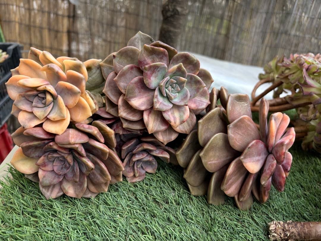 多肉植物　パープルディライト錦