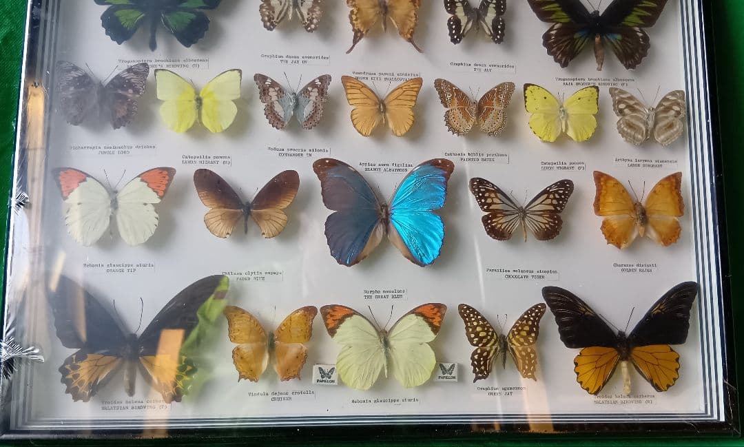 シンガポール 蝶標本 壁掛け用