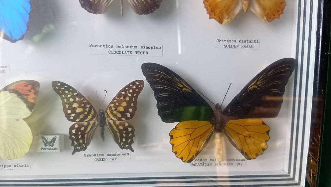 シンガポール 蝶標本 壁掛け用