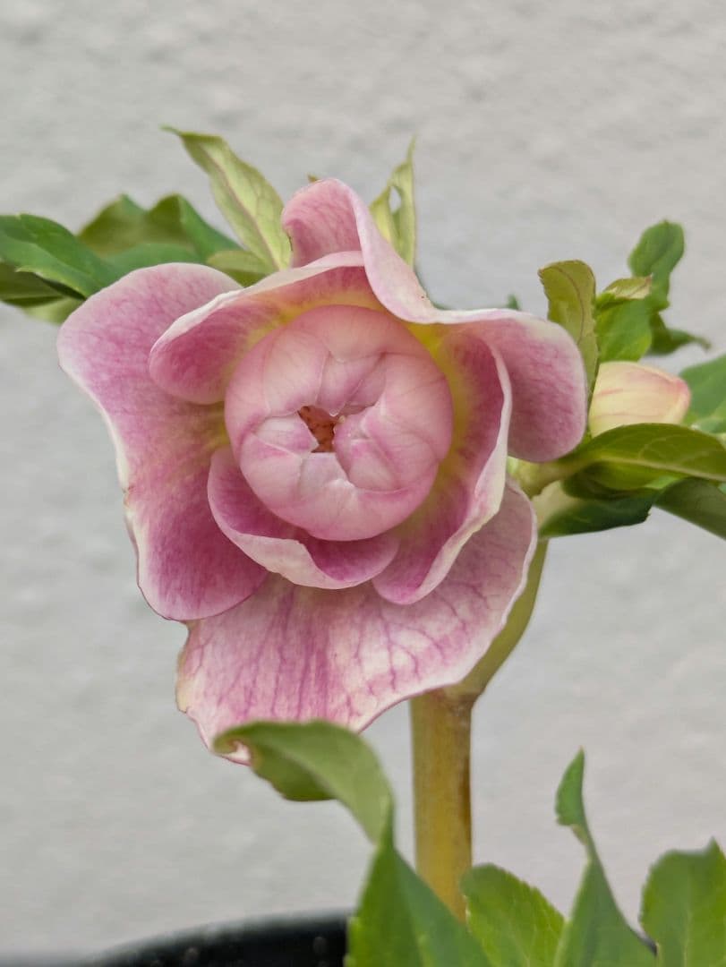 広瀬園芸 クリスマスローズ【オーレア系パステルピンクグラデーションdd】