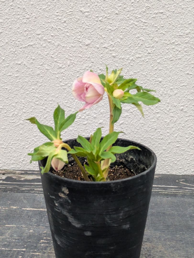 広瀬園芸 クリスマスローズ【オーレア系パステルピンクグラデーションdd】