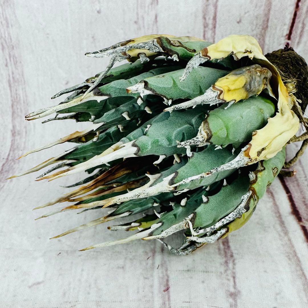 796 アガベ ユタエンシス エボリスピナ 丸型