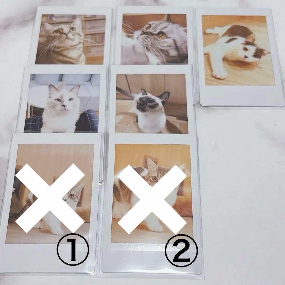 猫カフェ mocha チェキ