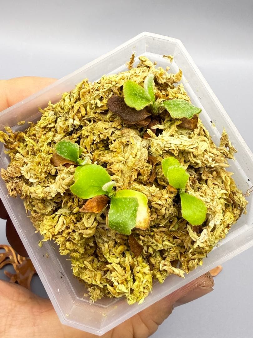 LOVE　P. Willinckii 'Spur' pup株分子株 4株