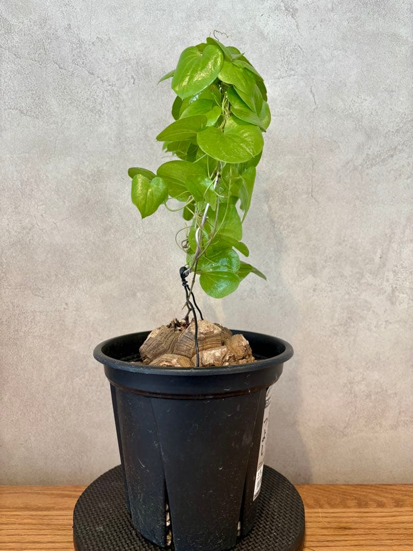 亀甲竜　塊根約13cm 良型・ツル仕立て　ディオスコレア　エレファンティペス