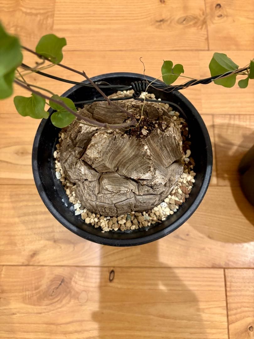 亀甲竜　塊根約13cm 良型・ツル仕立て　ディオスコレア　エレファンティペス