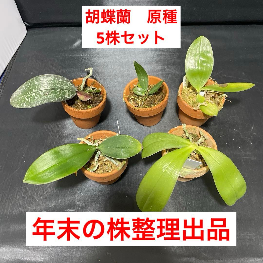 胡蝶蘭　原種　５株セット　年末の株整理セット　ファレノプシス　Phal