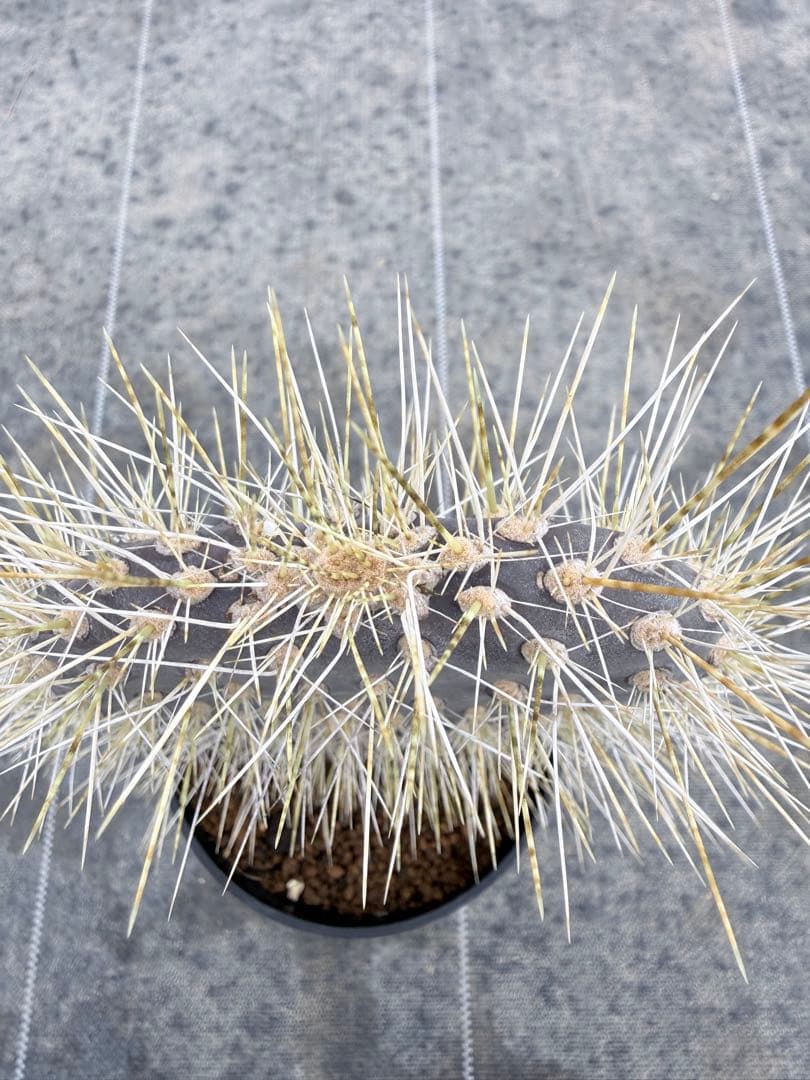 オプンチア　ガラパゴス団扇　サボテン