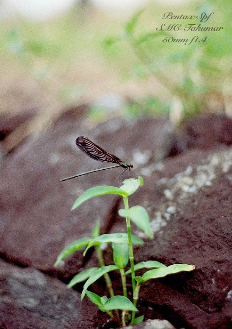 フルセット!完動品＊美品＊pentax spf&f1.4★作例多数★初期保証