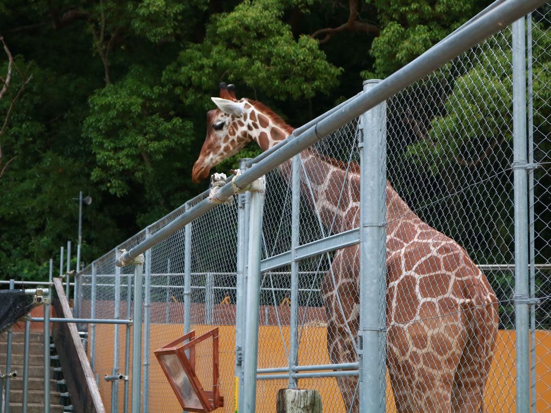 一眼レフ　Nikon D3300 ダブルズームキット