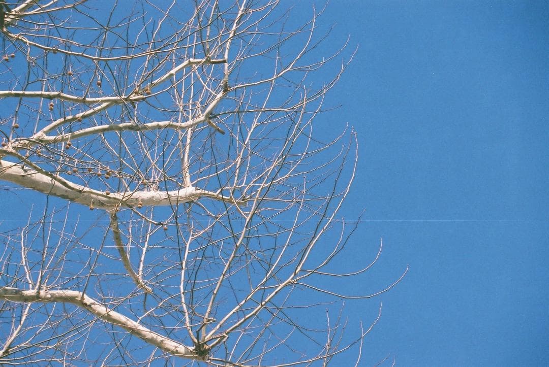 Nikon F5 ＆ 純正ネックストラップ